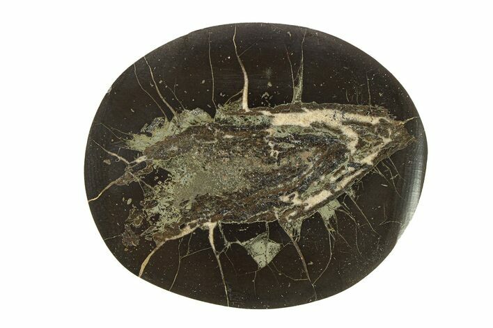 Polished Fish Coprolite (Fossil Poo) Nodule Half - Scotland #282310